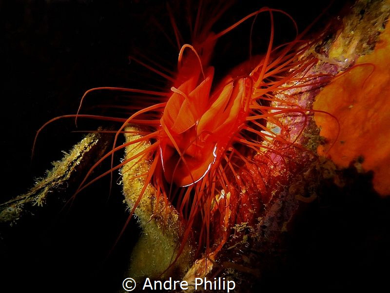 Electric file clam in a cave shows her "electric" flashin... by Andre Philip 