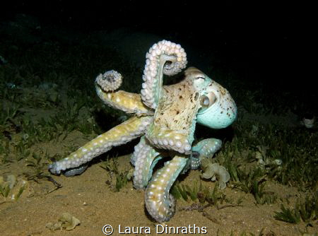 Dusk diving, an octopus's reaction after being repeatedly... by Laura Dinraths 