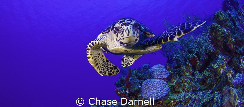 "Curious Commotion"

This medium sized Hawksbill was so... by Chase Darnell 