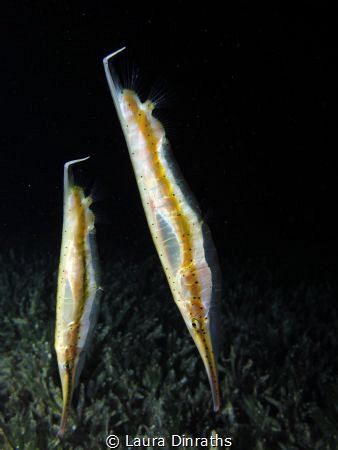 A couple of spotted shrimpfish over seagrass at night by Laura Dinraths 