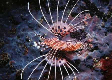 Lion Fish - Taken at Sand Island Reed - Taiwan. 35mm Boni... by Eugene Fourie 