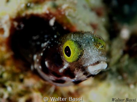 Blenny by Walter Bassi 