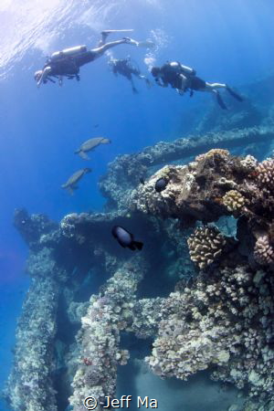 Mala Pier, Maui, HI - Divers swimming with green sea turt... by Jeff Ma 