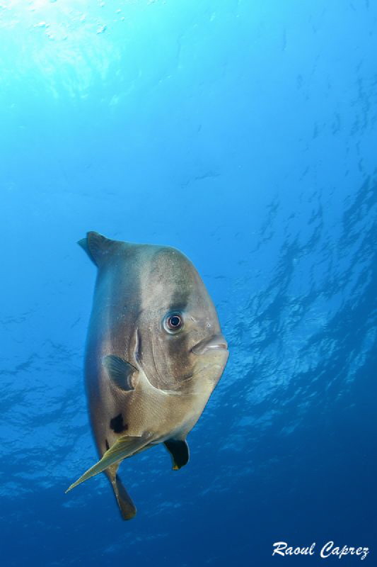 Safety stop friend by Raoul Caprez 