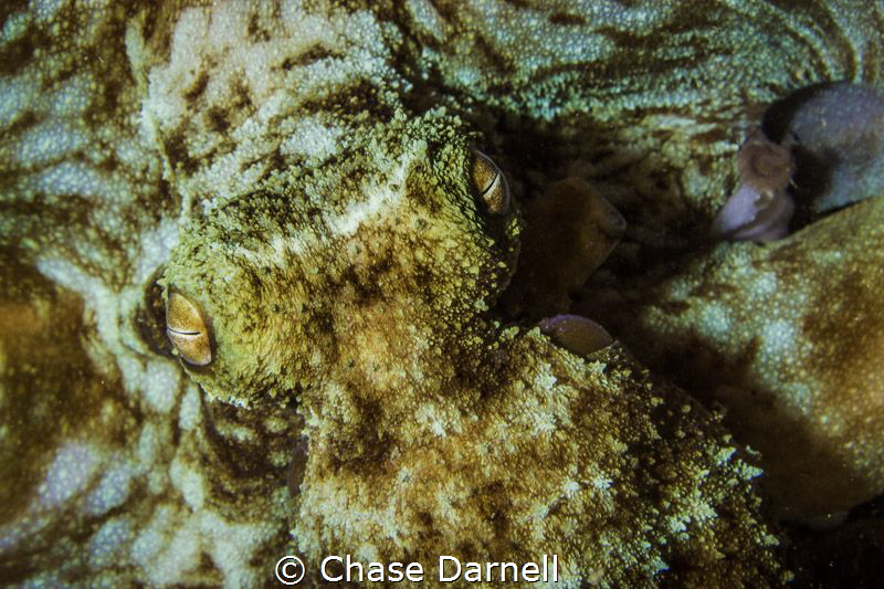 Octopus Portrait
Macabuca, Grand Cayman by Chase Darnell 