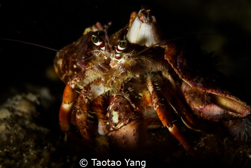 hermit crab by Taotao Yang 