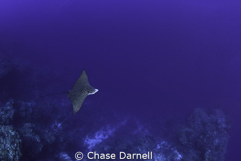 "Cruising" 
A Spotted Eagle Ray soars by the North Wall ... by Chase Darnell 
