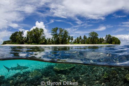 A blac-ktip reef shark patrols the shallow reef flat of a... by Byron Dilkes 