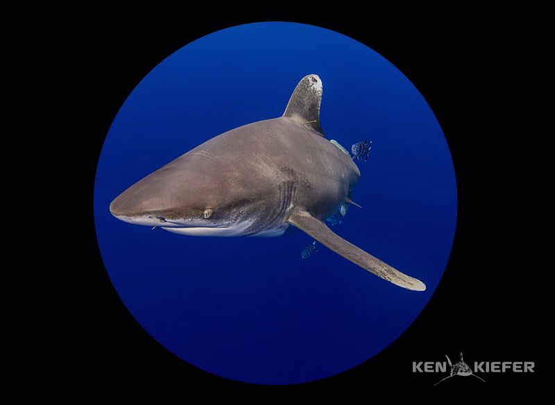 Oceanic Whitetip shot with a full frame 5D3 and 8mm fishe... by Ken Kiefer 