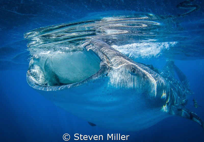 Isle Mujeres last week was slower than 2013, but still am... by Steven Miller 