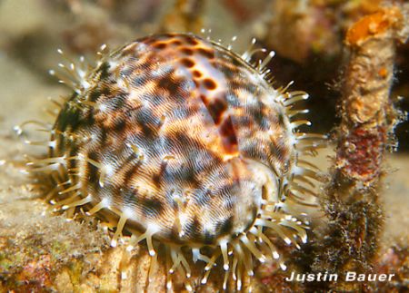 leopard cowrie silica bay puerto princesa taken with cano... by Justin Bauer 