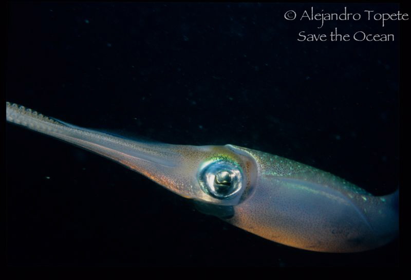 Squid close up by Alejandro Topete 