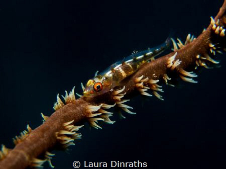 Wire coral goby by Laura Dinraths 