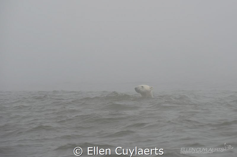 Polar Bear in the Mist, Hudson Bay by Ellen Cuylaerts 
