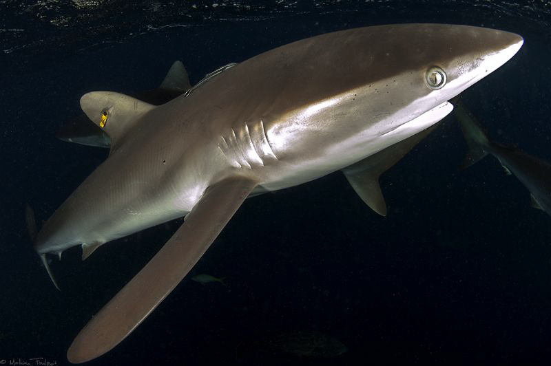 Carcharhinus falciformis by Mathieu Foulquié 