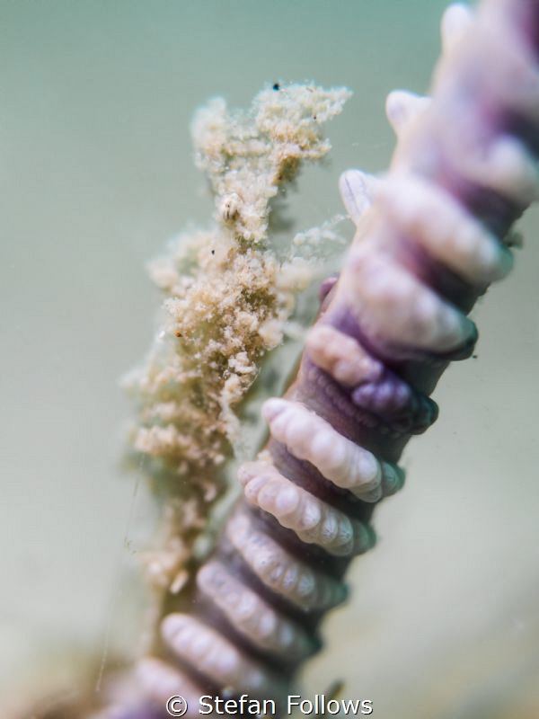 Angelic Upstart ... Sea Pen Shrimp - Latreutes sp. Chalok... by Stefan Follows 