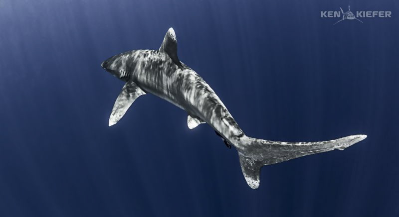 Oceanic Whitetip with a nice S-Curve as it slices the dee... by Ken Kiefer 
