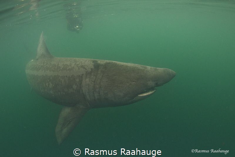 Basking shark cruising around near Isle of Coll - Scotland by Rasmus Raahauge 