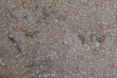Peacock flounder close-up - Amazing Camouflage by Jeff Ma 