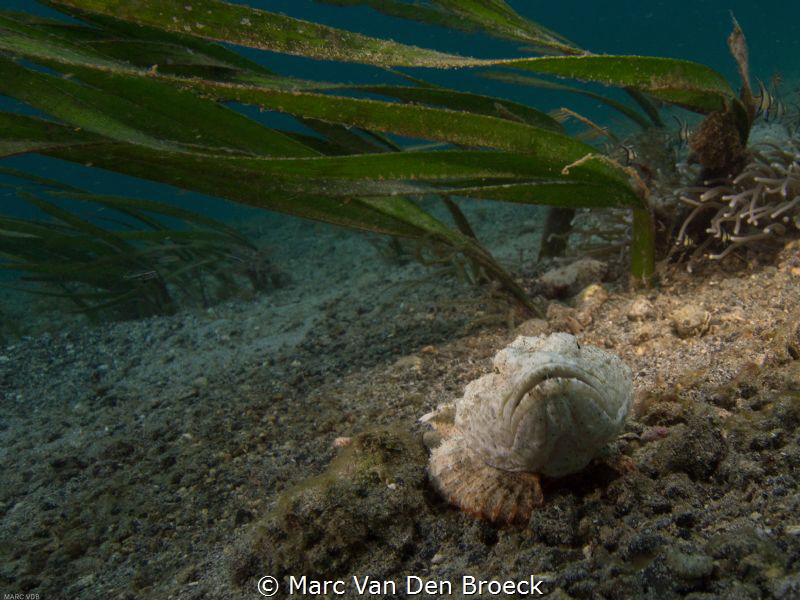 Humpback scorpionfish, Lembeh by Marc Van Den Broeck 
