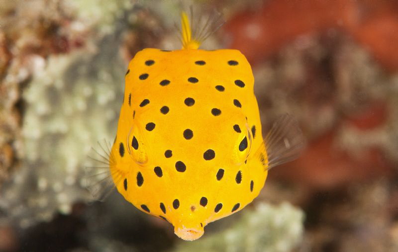 Yellow boxfish. by Mehmet Salih Bilal 