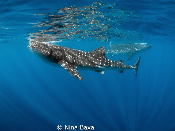 A serene pair of feeding Whale Sharks, a ballet couple co... by Nina Baxa 