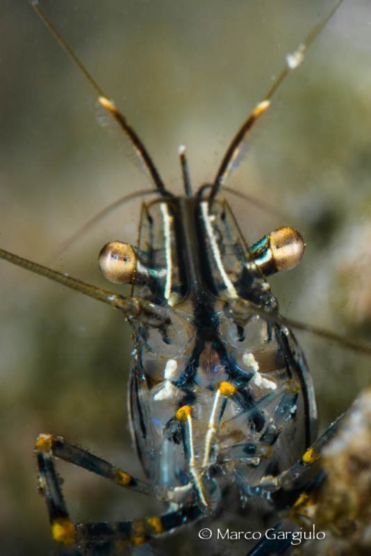 Common shrimp, Palaemon serratus by Marco Gargiulo 