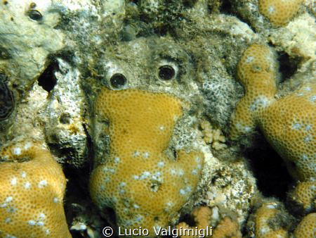 Funny face in the coral by Lucio Valgimigli 