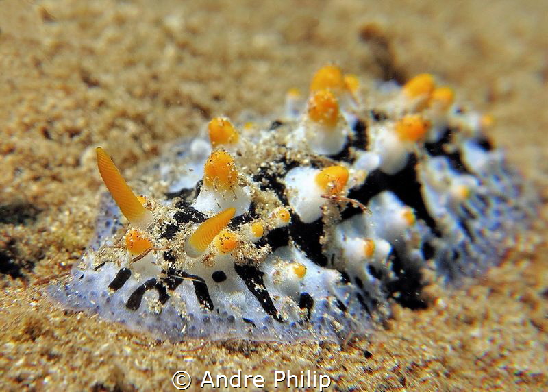 Phyllidia varicosa in Bunaken by Andre Philip 
