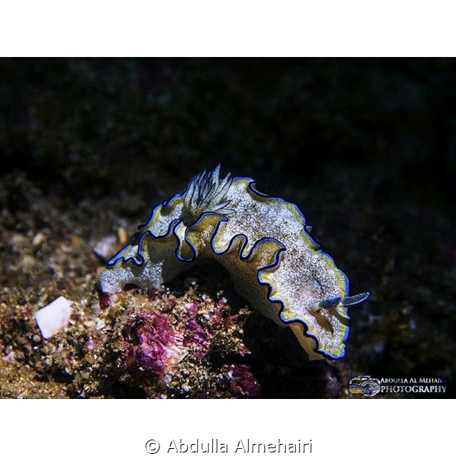 nudibranch by Abdulla Almehairi 