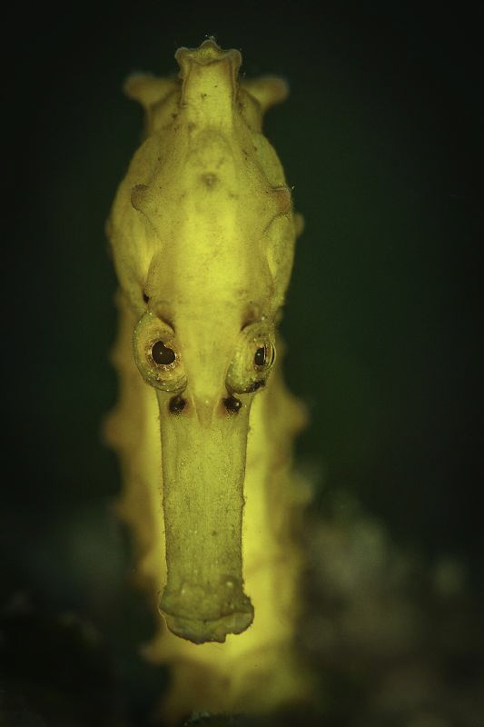 squinting seahorse by Doris Vierkötter 