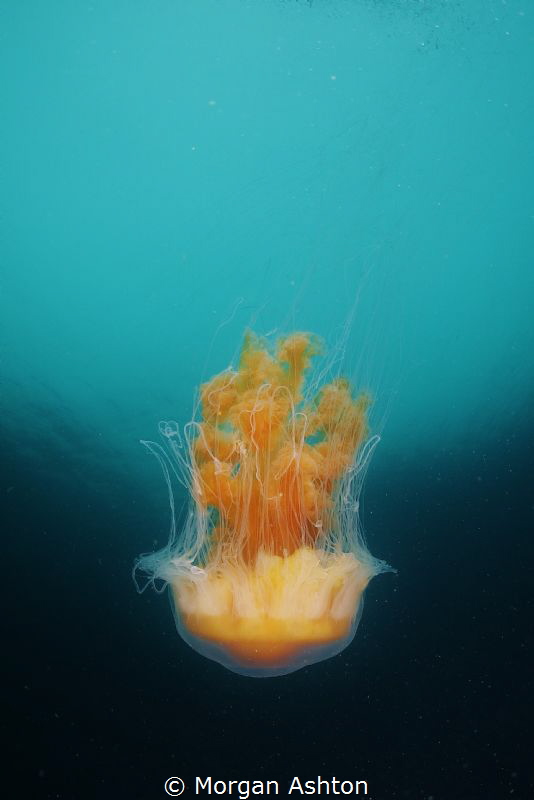 Jellyfish in Carmel, Ca. by Morgan Ashton 