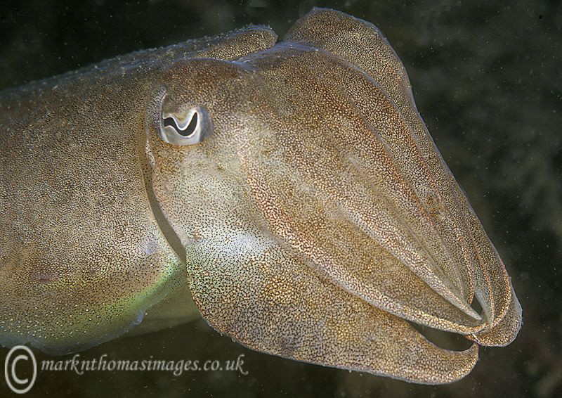 Cuttlefish - Cornwall by Mark Thomas 