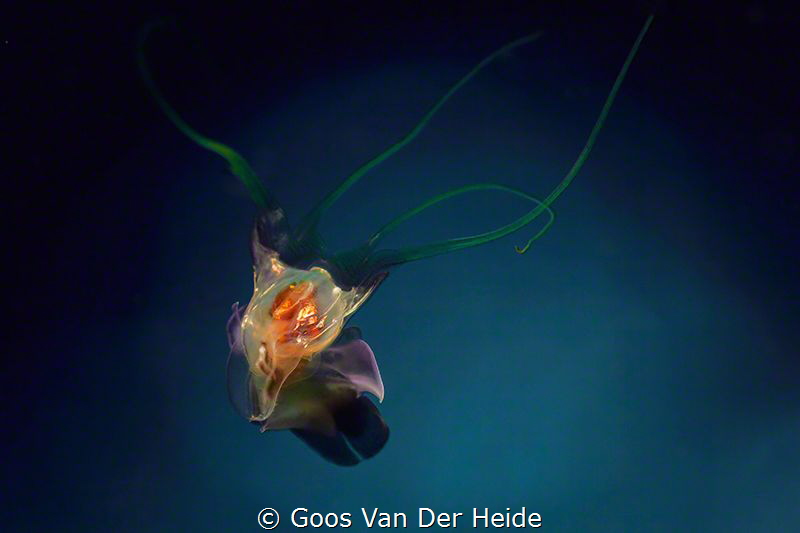 Sea Butterfly (5mm) by Goos Van Der Heide 