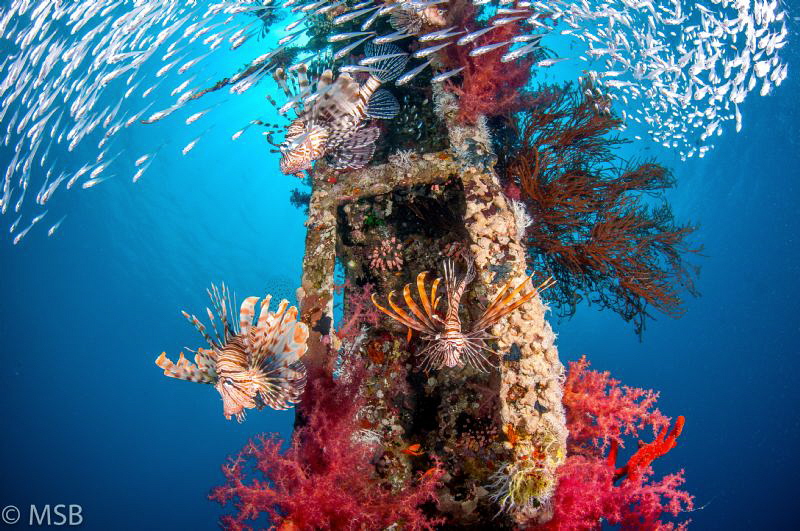 Cedar's pride wreck in Aqabe. by Mehmet Salih Bilal 