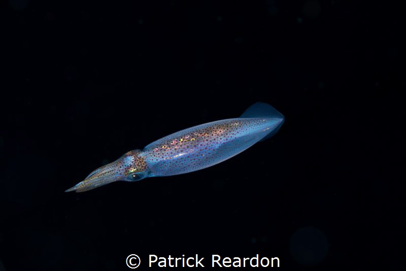 Juvenile squid, night dive. by Patrick Reardon 