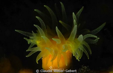 out of the dark....
stone coral macro by Claudia Weber-Gebert 