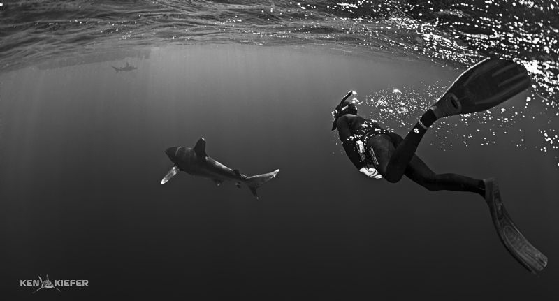 Freediver following an Oceanic Whitetip shark by Ken Kiefer 