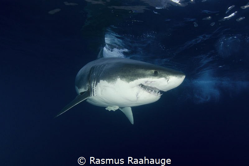 Great White Shark approaching the Cage by Rasmus Raahauge 