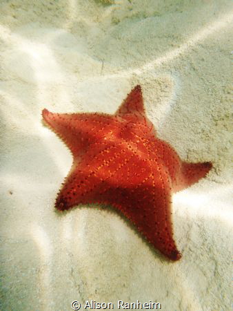 Sandy Bay, Roatan Honduras, beautiful spot for starfish! by Alison Ranheim 