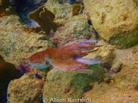 Octopus, Bonaire! by Alison Ranheim 