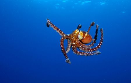 Octopus, Kona HI by Andy Lerner 