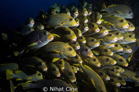 They are all together… (block of sweetlips in a row) in Raja by Nihat Cine 