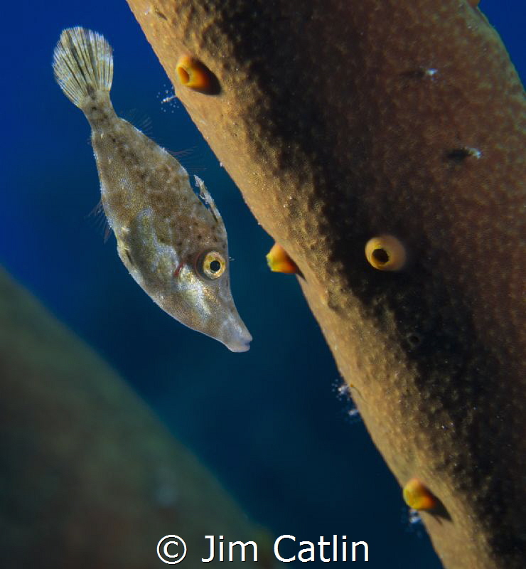 Juvenile filefish hiding amongst rope sponge by Jim Catlin 
