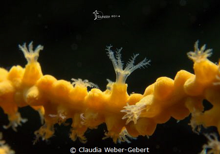 yellow gorgonia super macro by Claudia Weber-Gebert 