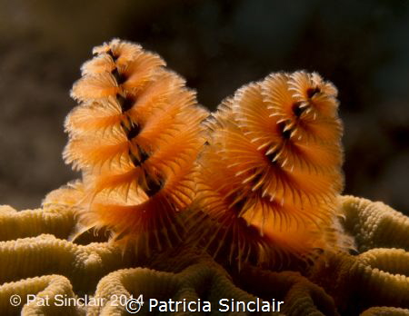Working on macro and lighting the Christmas tree worms to... by Patricia Sinclair 