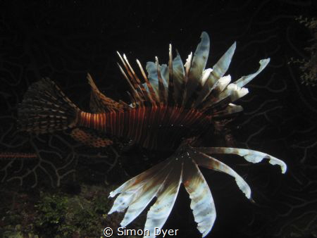 just a lion fish by Simon Dyer 
