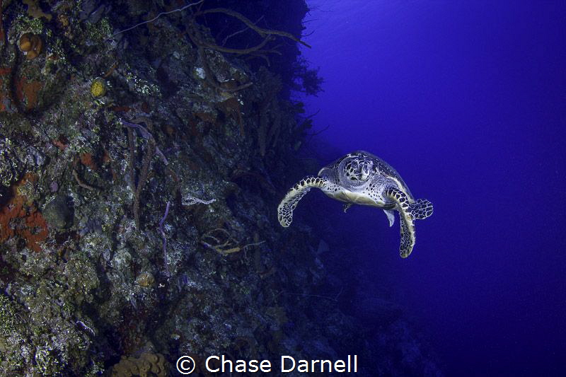 A wall like no other! Little Cayman you really are a spec... by Chase Darnell 