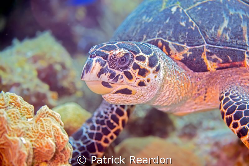 Turtle interrupted while eating a sponge. by Patrick Reardon 
