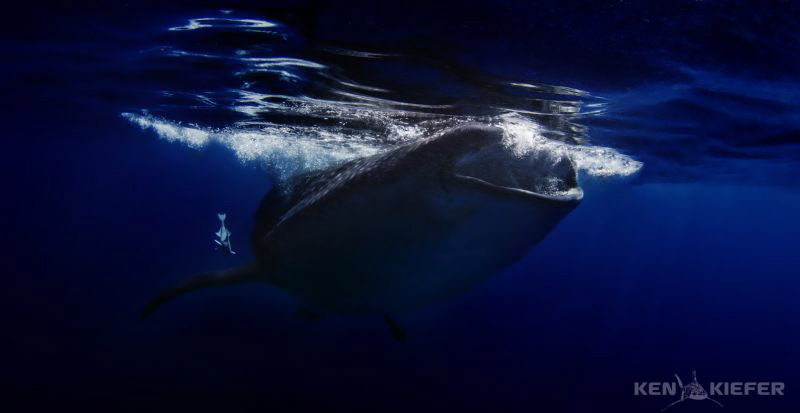 Whale Shark Feeding
Isla Mujeres, Mexico
Canon 5D3 by Ken Kiefer 